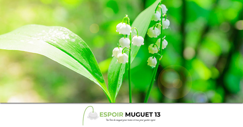 Espoir Muguet 13